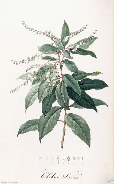 Clethra Arborea (Lily of the Valley Tree), 1803-1805 (stipple-engraved plate)