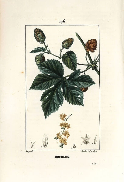 Climbing hops - Hops, Humulus lupulus. Handcoloured stipple copperplate engraving by Lambert Junior from a drawing by Pierre Jean-Francois Turpin from Chaumeton, Poiret and Chamberets 'La Flore Medicale, 'Paris