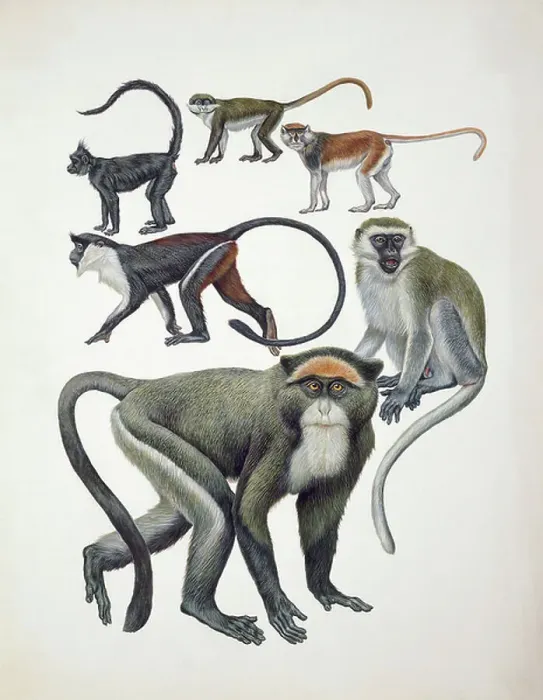 Framed Print : Close-up of a group of cercopithecidaes Framed Print : Close-up of a group of cercopithecidaes
