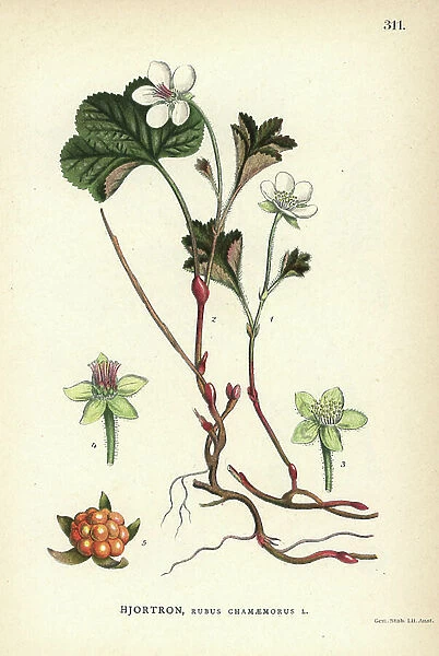 Cloudberry, Rubus chamaemorus