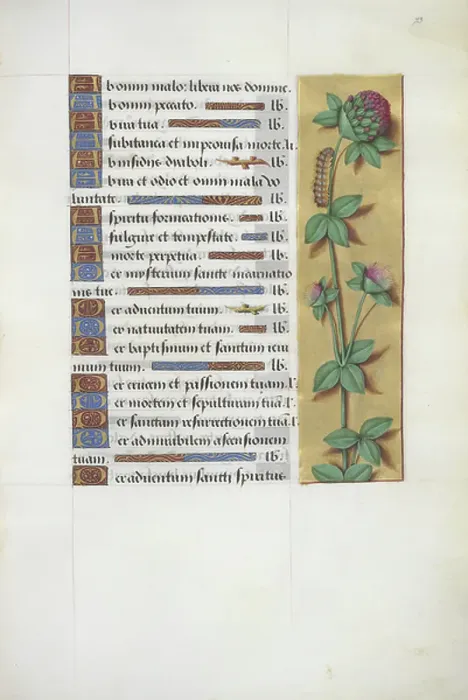 Framed Print : Clover. BL3281308 Clover; British Library, London, UK; (add.info.: Book of Hours