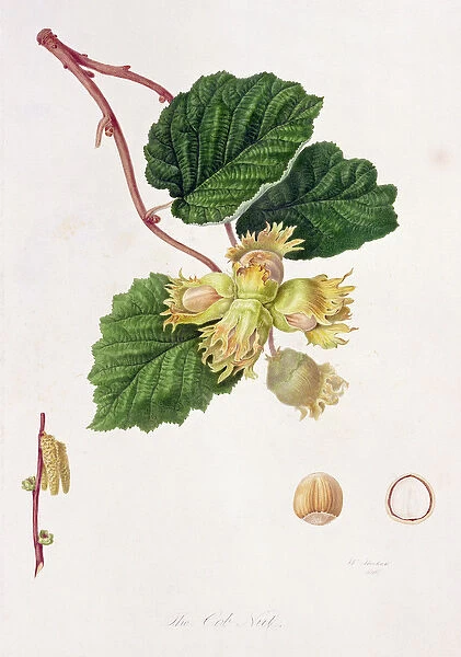 The Cob Nut, 1816 (w  /  c on paper)