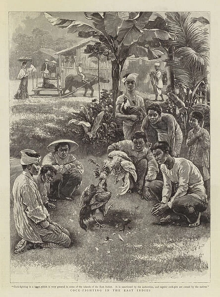 Cock-Fighting in the East Indies (engraving)