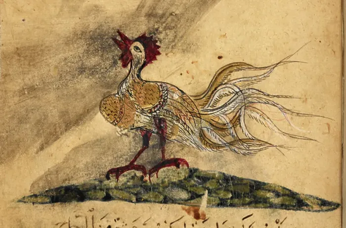 Framed Print : Cockerel. BL3292171 Cockerel.; British Library, London, UK; (add.info. Framed Print : Cockerel. BL3292171 Cockerel.; British Library, London, UK; (add.info.