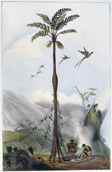 Coconut palm (Barrigudo), 1839 (lithograph)