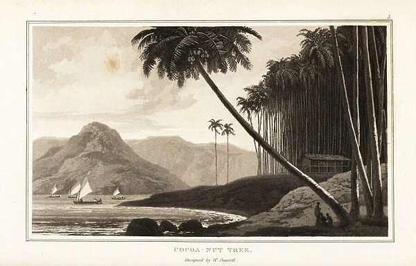 Coconut palm trees, Cocos nucifera, on a tropical coas. 1807 (aquatint)