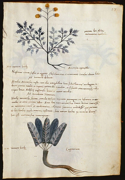 Cod. CCXXXVII Artemisia and lapparium, medicinal plants from a Herbarium Apuleii Platonicii (w  /  c & ink on vellum)