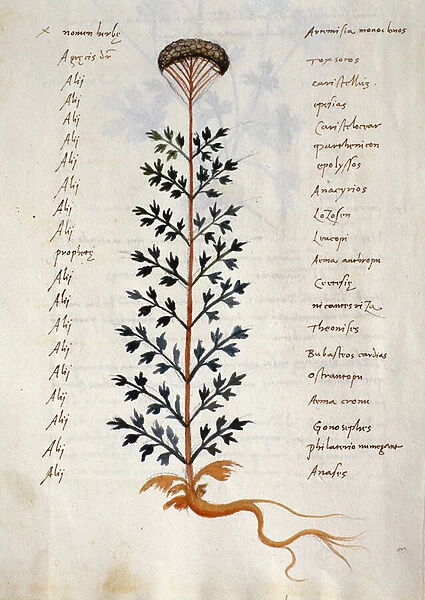 Cod. CCXXXVII Artemisia, medicinal plant from a Herbarium Apuleii Platonicii (w  /  c & ink on vellum)