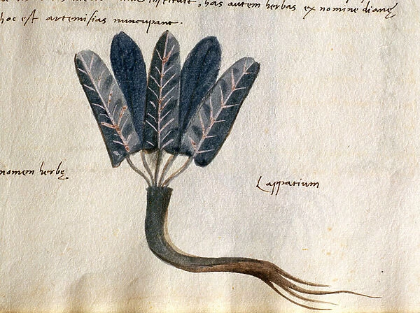 Cod. CCXXXVII Lapparium, medicinal plants from a Herbarium Apuleii Platonicii (w  /  c & ink on vellum) (detail of 415715)
