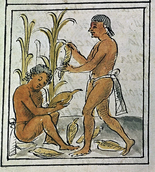 Codex of the conquest of Mexico: picking corn, 16th century (miniature)