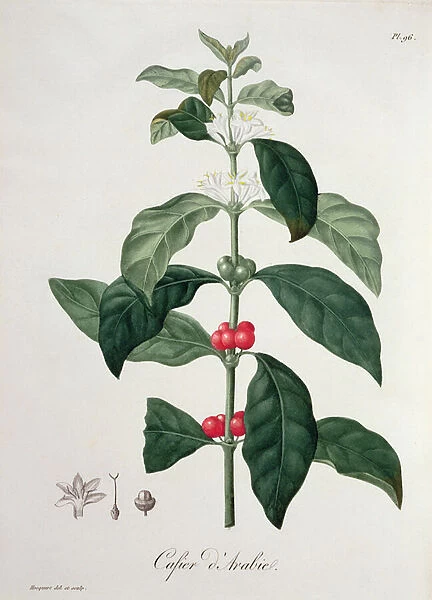 Coffea Arabica from Phytographie Medicale by Joseph Roques (1772-1850)