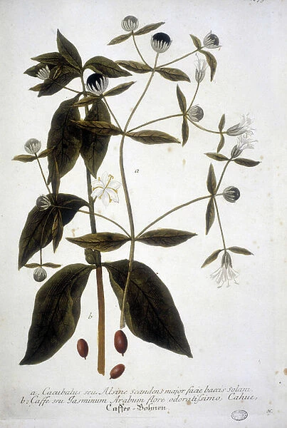 Coffee seed plant in a 19th century herbarium