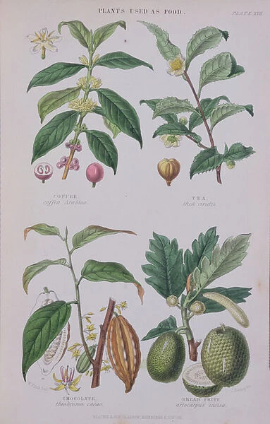 Coffee, Tea, Chocolate and Breadfruit, plate from a botanical study, engraved by J
