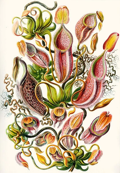 a collection of Nepenthaceae from Kunstformen der Natur, 1899 (colour litho)