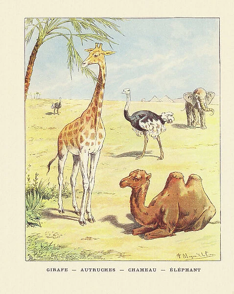Color page with Giraffe Ostrich Camel Elephant, 1901 (illustration)