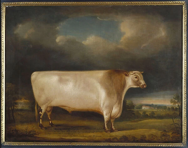 Comet, a light roan short-horn bull in a landscape, 1811 (oil on canvas)