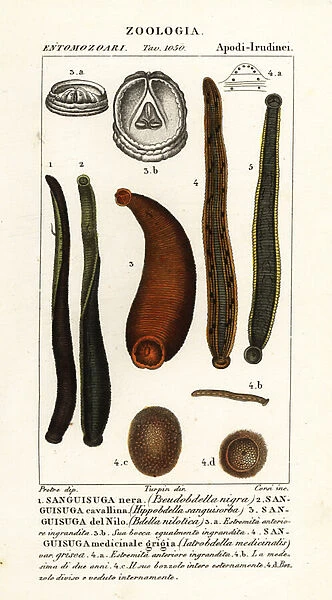 Common black leech, Hirudo verbana, var