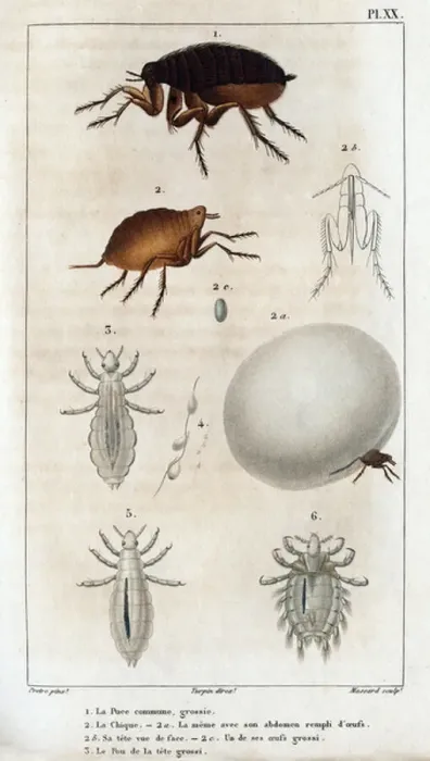 Framed Print : The Common Chic, the Pou. Fauna des Medecins ou histoire des animaux et de leurs produits par Hippolyte Cloquet'- Volume 6 - 1825 Framed Print : The Common Chic, the Pou. Fauna des Medecins ou histoire des animaux et de leurs produits par Hippolyte Cloquet'- Volume 6 - 1825