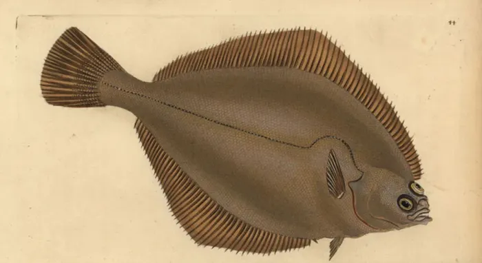 Framed Print : Common dab, Limanda limanda (Pleuronectes limanda). Handcoloured copperplate drawn and engraved by Edward Donovan from his Natural History of British Fishes, Donovan and F. C. and J. Rivington, London, 1802-1808