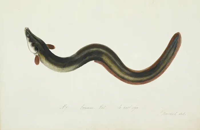 Framed Print : Common Eel Framed Print : Common Eel
