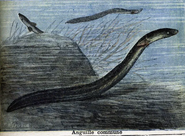 Framed Print : Common eel. Engraving from 1897