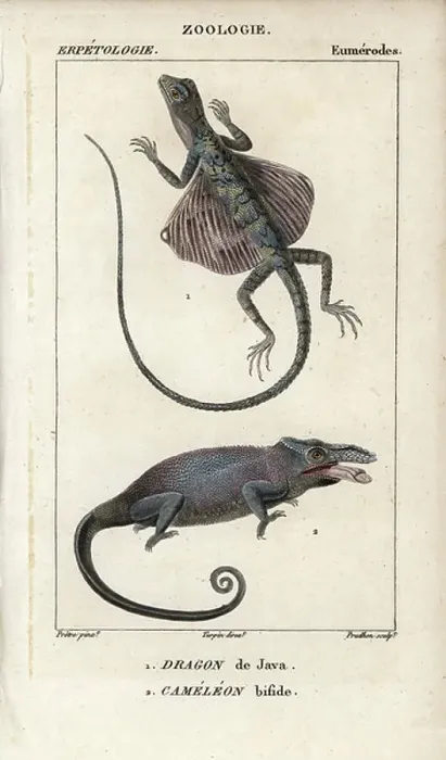 Framed Print : Common flying dragon, Java dragon, draco volans, and two-horned chameleon, cameleon bifide, Furcifer bifidus. Handcoloured copperplate stipple engraving from Jussieu's Dictionary of Natural Sciences 1816-1830 Framed Print : Common flying dragon, Java dragon, draco volans, and two-horned chameleon, cameleon bifide, Furcifer bifidus. Handcoloured copperplate stipple engraving from Jussieu's Dictionary of Natural Sciences 1816-1830