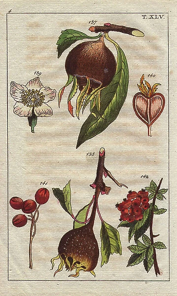 Common medlar, Mespilus germanica, fruit, flowers, tree