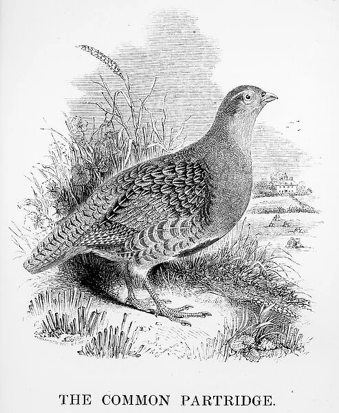 The Common Partridge, illustration from A History of British Birds by William Yarrell