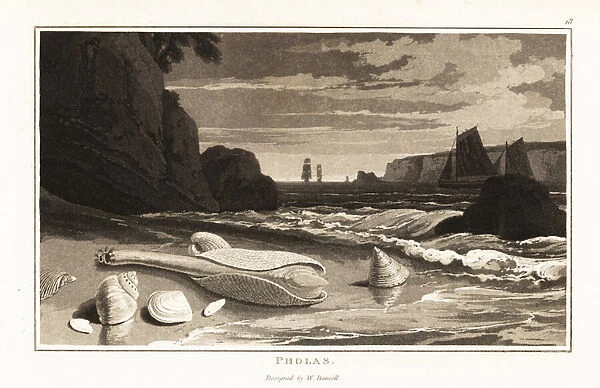 Common piddock shells, Pholas dactylus, on a beach. 1807 (aquatint)