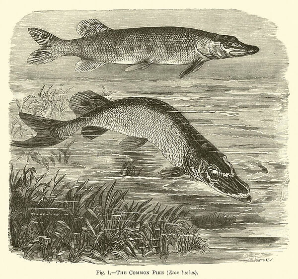 The Common Pike, Esox lucius (engraving)