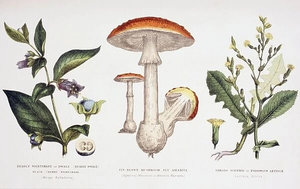 Common Poisonous Plants, c. 1890 (coloured engraving)
