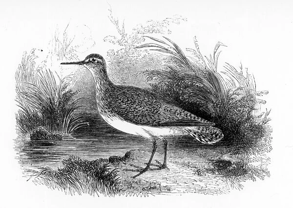 The Common Sandpiper, illustration from A History of British Birds by William Yarrell