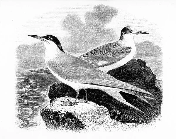 The Common Tern, illustration from A History of British Birds by William Yarrell