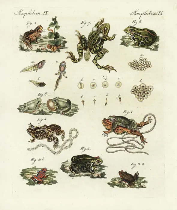 Framed Print : Common toad, Bufo bufo 1, natterjack toad, Bufo calamita 2, fire-bellied toad, Bombina bombina 3, lineated frog, Leptodactylus fuscus 4, common frog, Rana temporaria 5, edible frog, Pelophylax esculentus 6, 7, tree frog, Hyla arborea 8