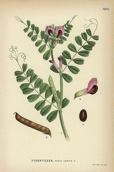 Common vetch or tare, Vicia sativa