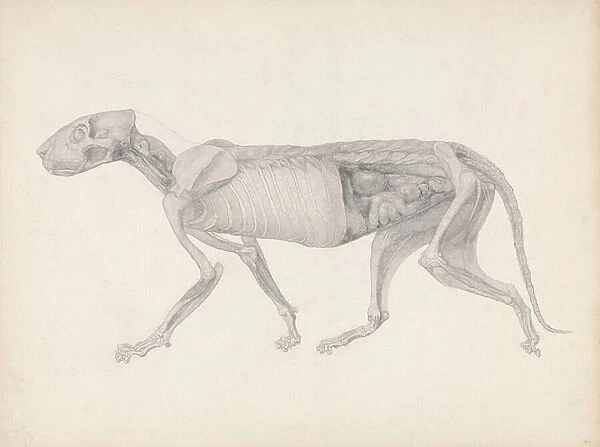 A Comparative Anatomical Exposition of the Structure of the Human Body with that of a Tiger and a Common Fowl: Tiger Body, Lateral View, 1795-1806 (graphite on paper)