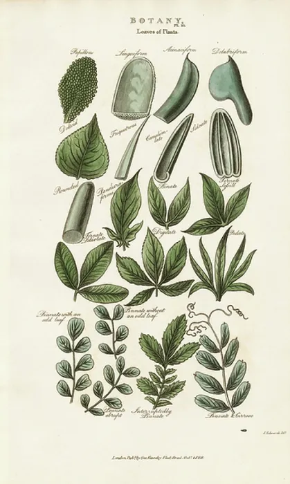 Framed Print : Compound Leaf Forms in Botanical Morphology, 1813 (engraving) Framed Print : Compound Leaf Forms in Botanical Morphology, 1813 (engraving)