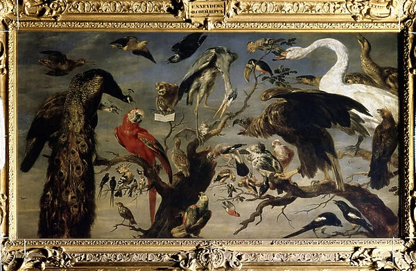 Concert d oiseaux (A birds concert). Peinture de Frans Snyders (1579-1657). Huile sur toile, 136, 5 x 240 cm, 1630-1640. art flamand, art baroque. Musee de l Ermitage, Saint Petersbourg
