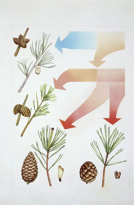 Framed Print : Conifer leaf and cone Framed Print : Conifer leaf and cone