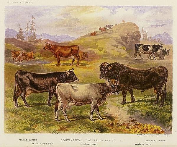Continental Cattle (colour litho)