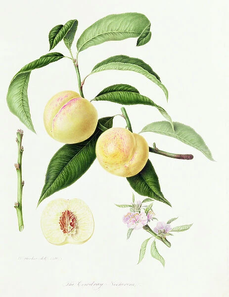 The Conudray Nectarine, 1820 (w  /  c on paper)