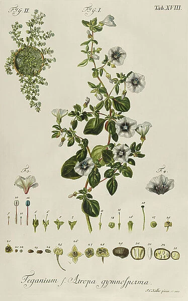 Convolvulus: Teganium f. Atropa gymnosperma from 'Plantae Rariores', 1763 (engraving)