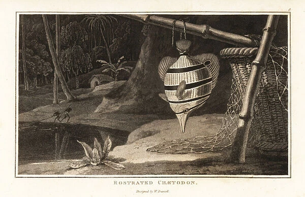 Copperband butterflyfish hanging from a bamboo pole. 1807 (aquatint)