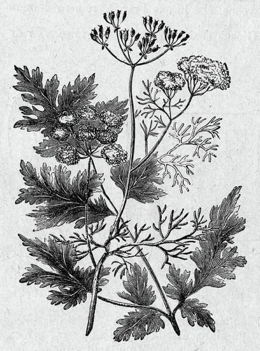 Framed Print : Coriander. UIG2596346 Coriander; (add.info.: Religion The Holy Bible