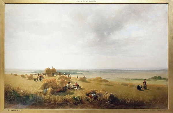A cornfield, (oil on canvas)