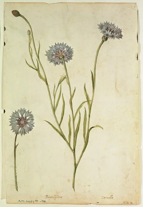 Framed Print : Cornflower: Centaurea cyanus, c.1568, by J.le Moyne de Morgues (c.1530-88) Framed Print : Cornflower: Centaurea cyanus, c.1568, by J.le Moyne de Morgues (c.1530-88)