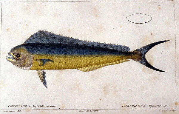 The coryphene of the Mediterranean after 'Histoire naturelle des poissons'