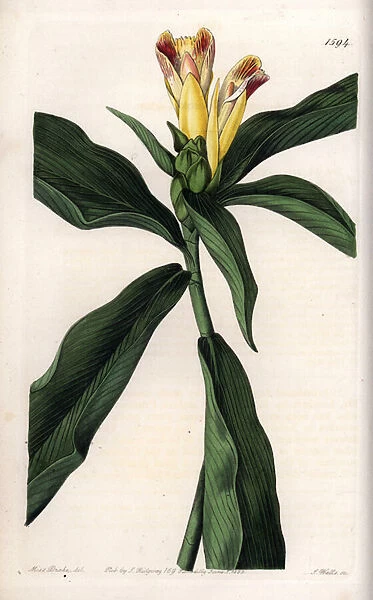 Costus Variete - Plate engraved by S. Watts, from an illustration by Sarah Anne Drake (1803-1857), from the Botanical Register of Sydenham Edwards (1768-1819), England, 1833 - Variegated-flowered costus, Costus pictus - Engraving by S
