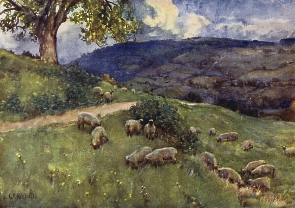 A Cotswold Sheep Pasture (colour litho)