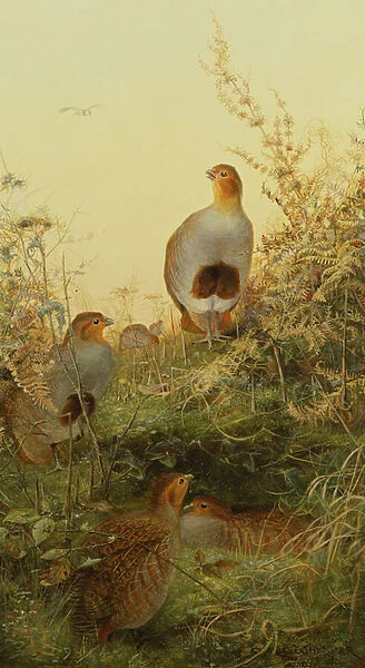 A covey of partridge in the bracken at sunset (oil on canvas)